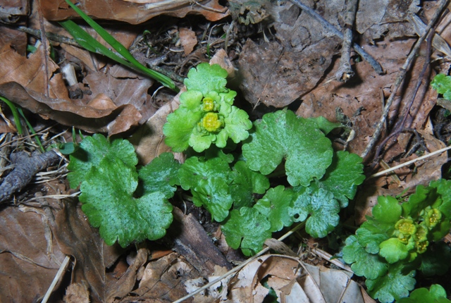 Chrysosplenium alternifolium